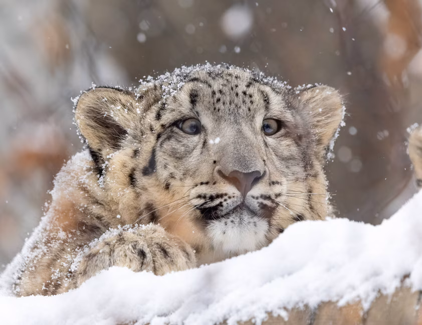 Léopard des neiges au Zoo de Granby