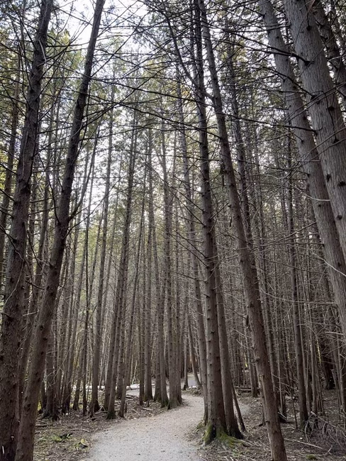 Parc de la Forêt-Boucher