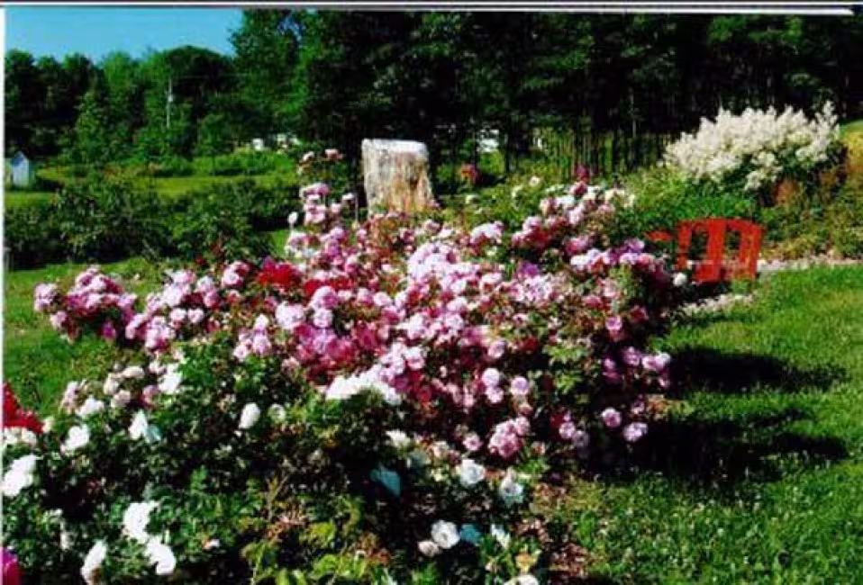 Bleuetière Harmonie Nature