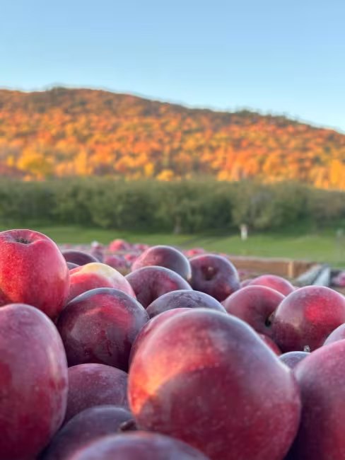 Vignoble et Cidrerie Coteau St-Paul