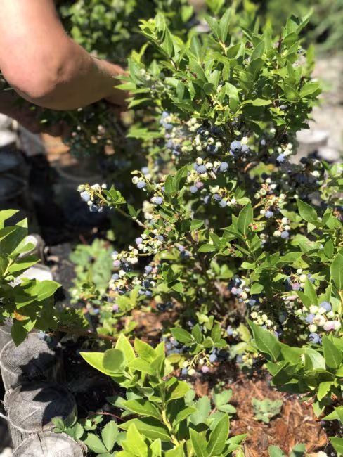 La Marine Marchande & CO