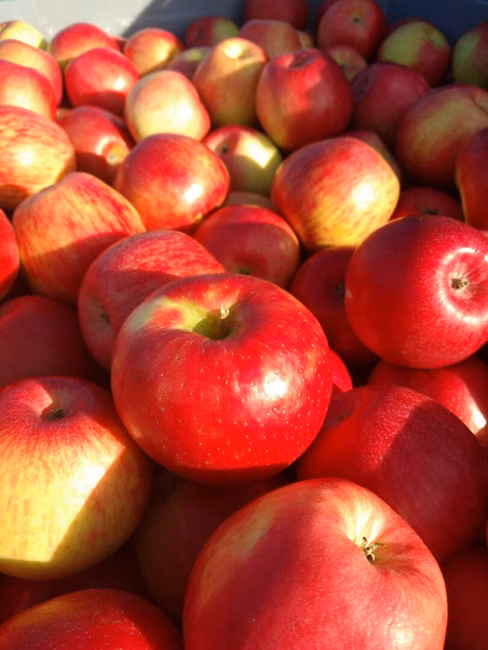 Pommes Honeycrisp