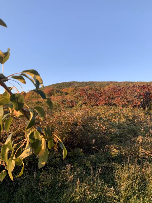Verger à flanc de montagne
