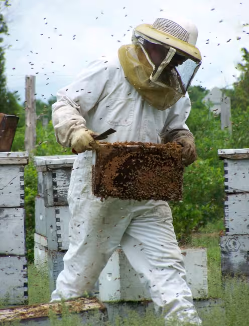 La récolte de notre succulent  MIEL naturel