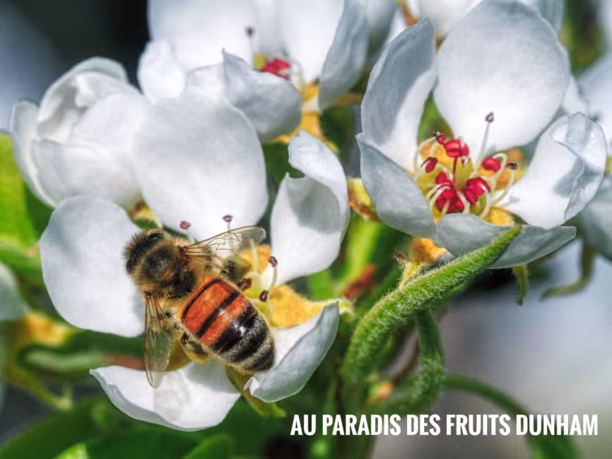 Abeille butinant parmis les fleurs de pommiers!