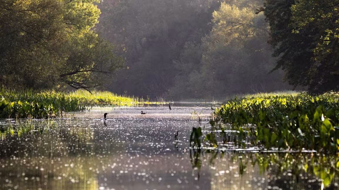 Statera - Croisière