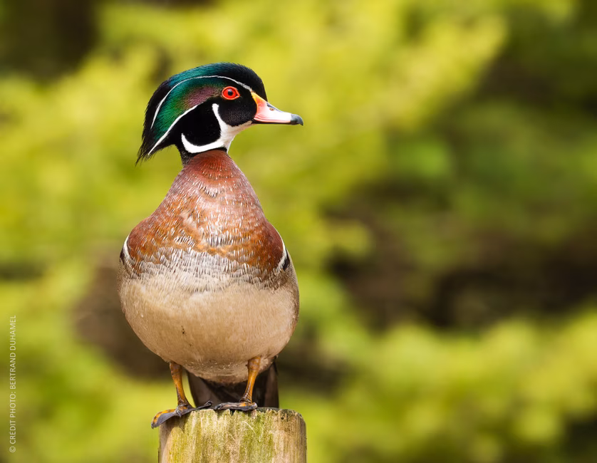 Canard branchu male