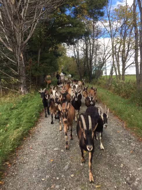 Fromagerie les Broussailles