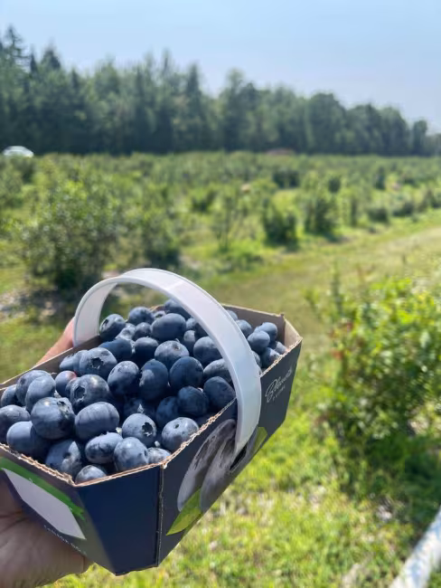 autocueillette des bleuets
