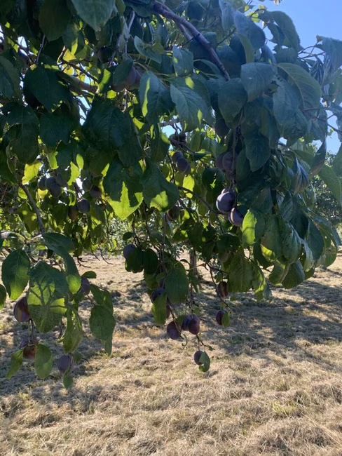 Prunes