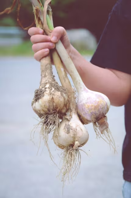 Ferme Cormier, Cynthia Larouche