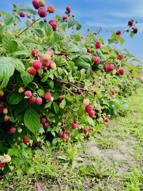 Ferme chez Mario fruits et légumes inc.
