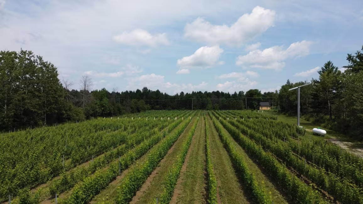 Vignoble Hemmingford
