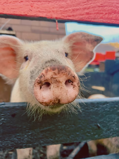 Fermette et animaux