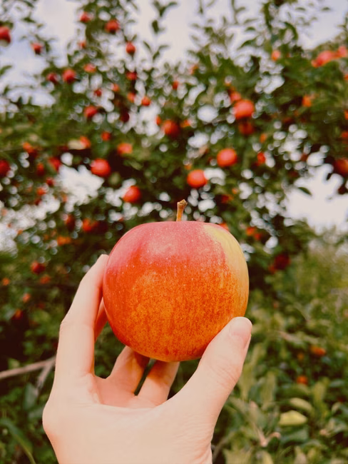 Verger Labonté - Pommes biologiques certifiées Ecocert Canada