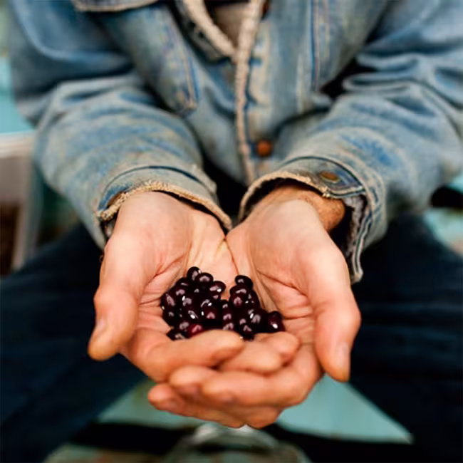 La société des plantes