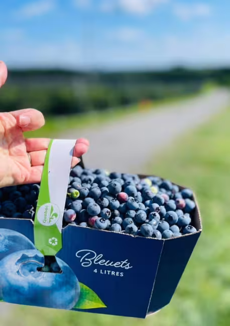 Cueillette de bleuets