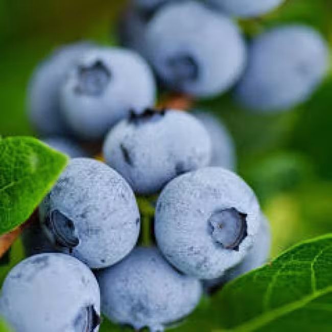 Cueillette de bleuets