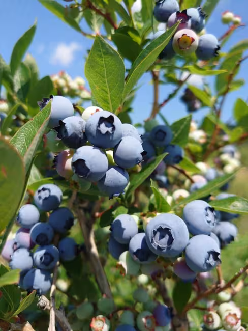 Cueillette de bleuets