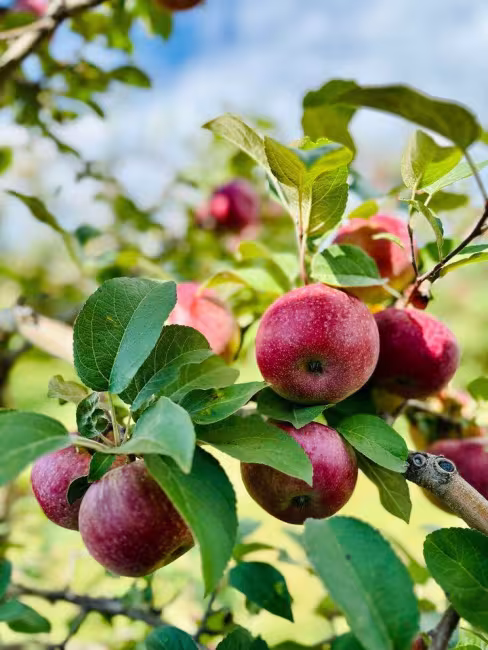 Verger Champêtre - Gîte & Compagnie