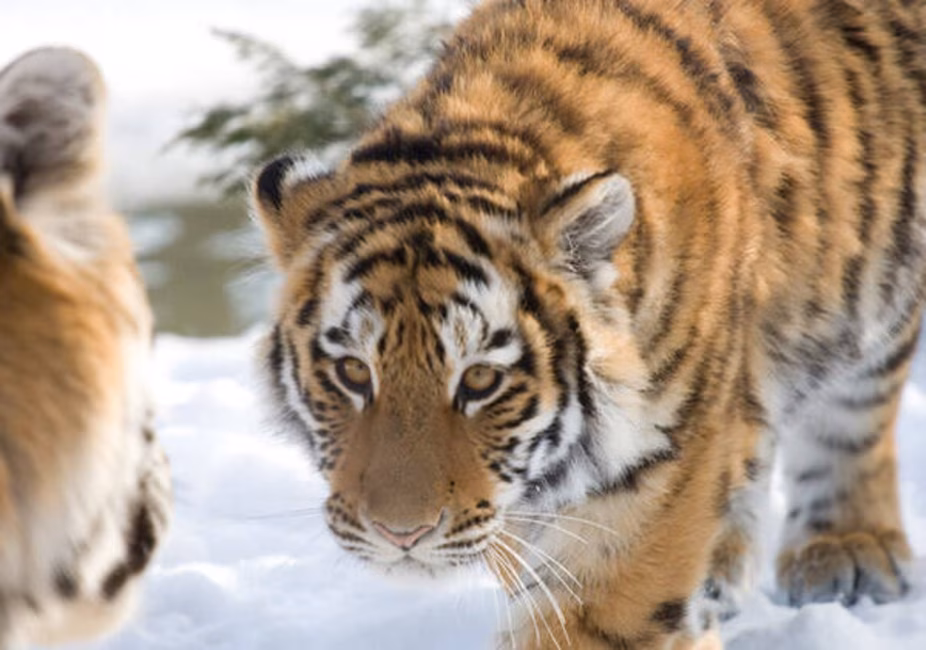 Zoo de Granby