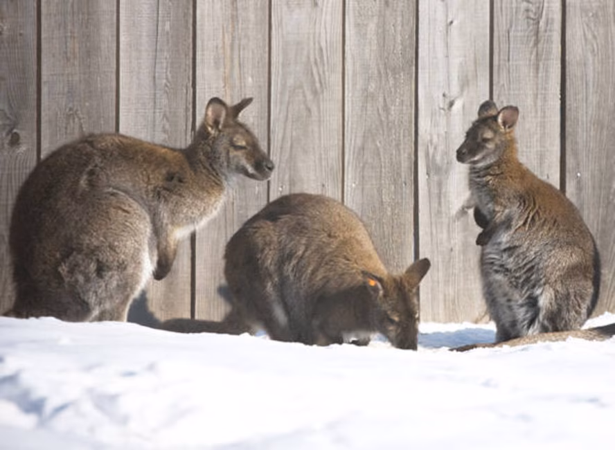 Zoo de Granby