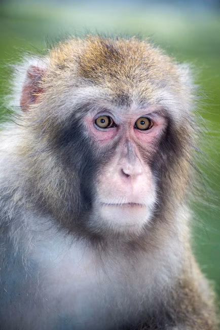 Zoo de Granby