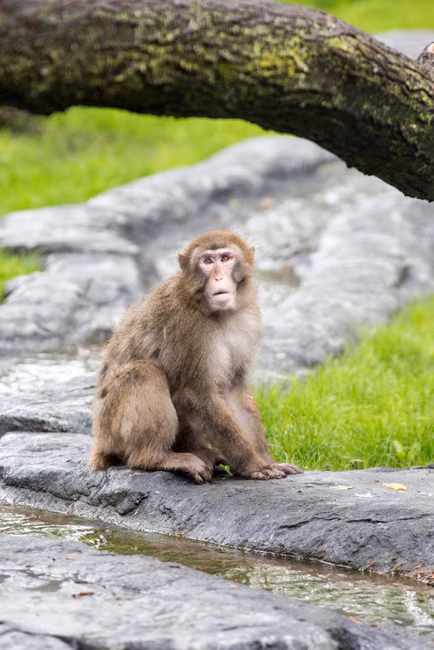 Zoo de Granby