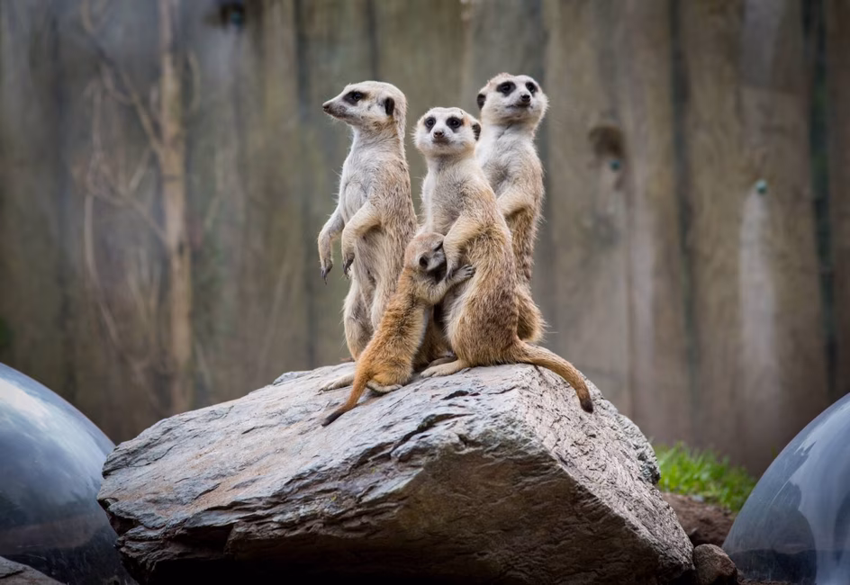 Zoo de Granby