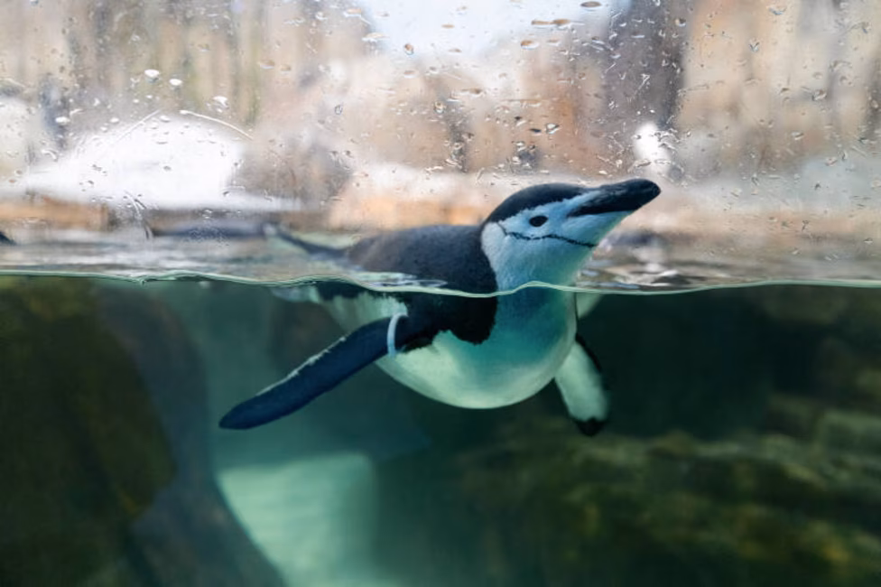 Biodôme de Montréal - Espace pour la vie - Manchot