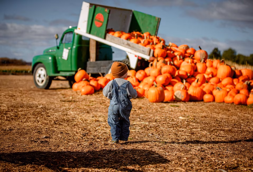 Autocueillette citrouilles