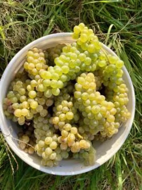 Les Vergers Petit et Fils