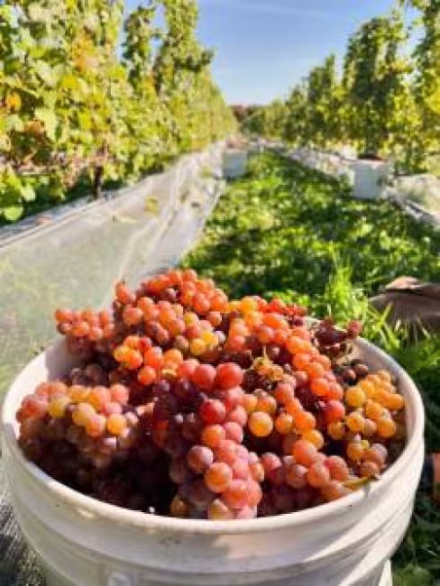 Les Vergers Petit et Fils