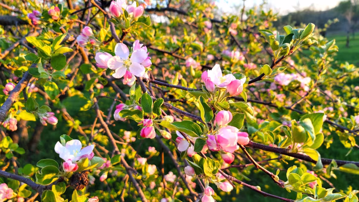 Cidrerie Pomme Sauvage