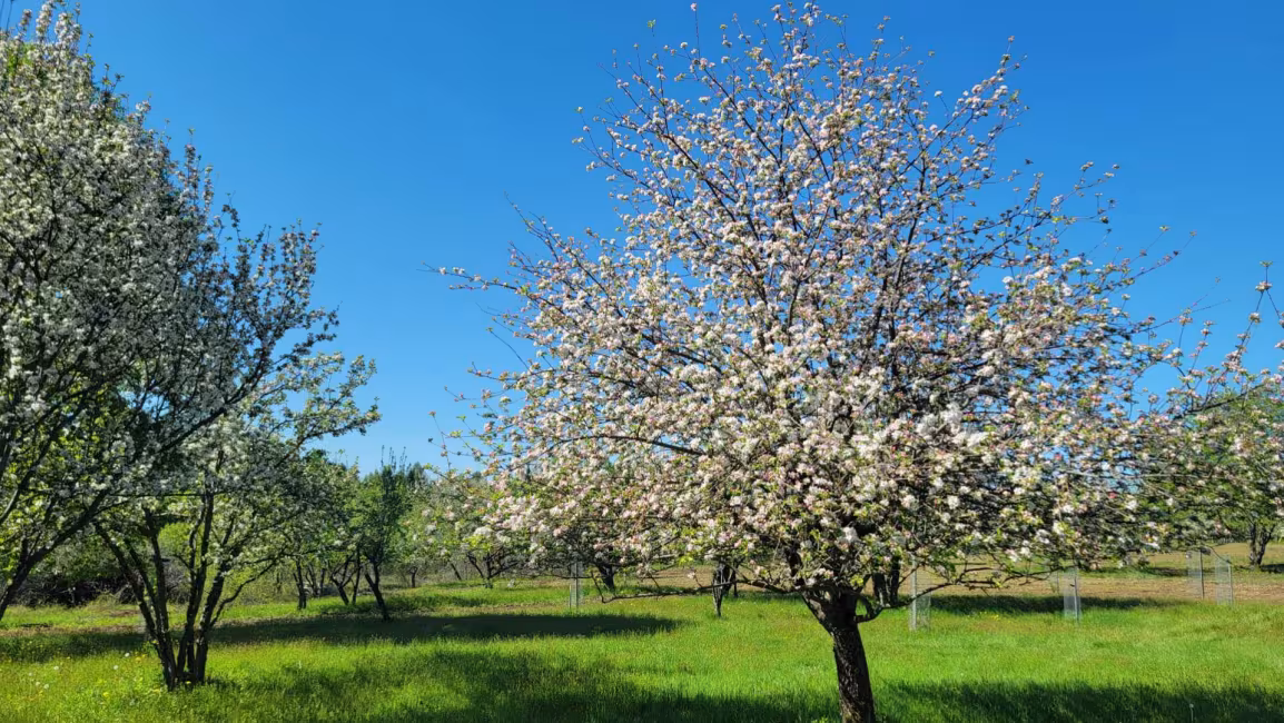 Cidrerie Pomme Sauvage