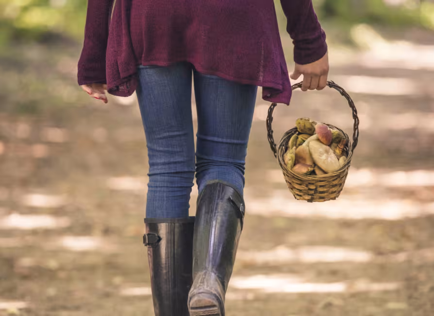 Initiation à la cueillette de champignons forestiers