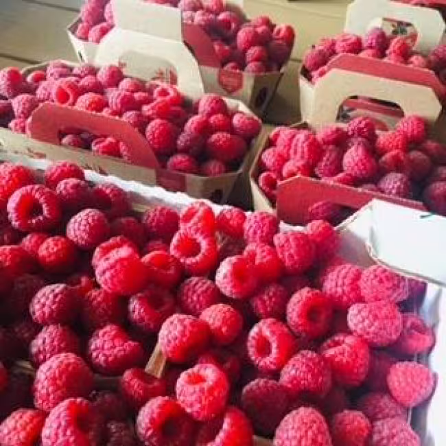 La Fruiterie champêtre inc.