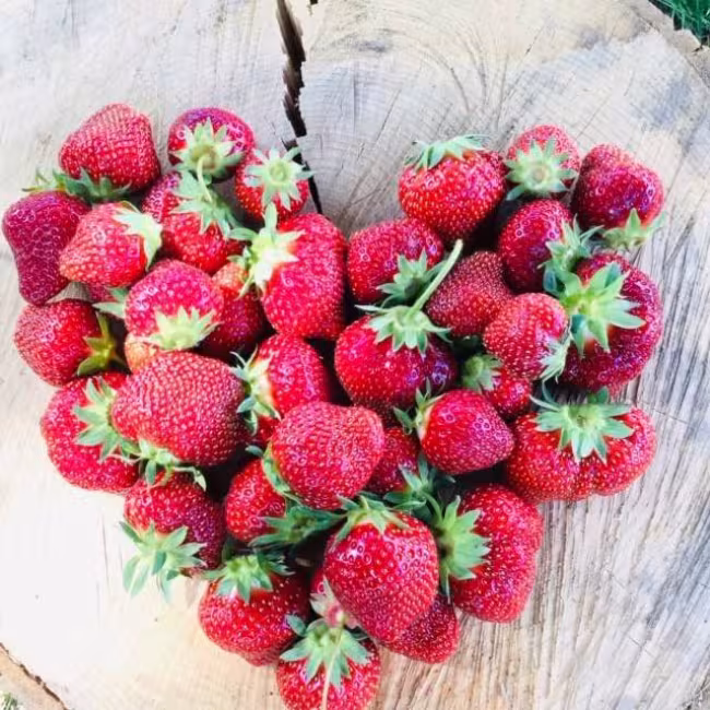 La Fruiterie champêtre inc.