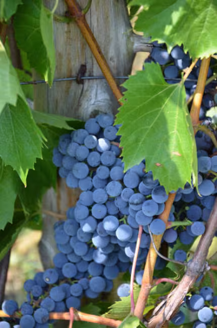Vignoble chemin de la Rivière