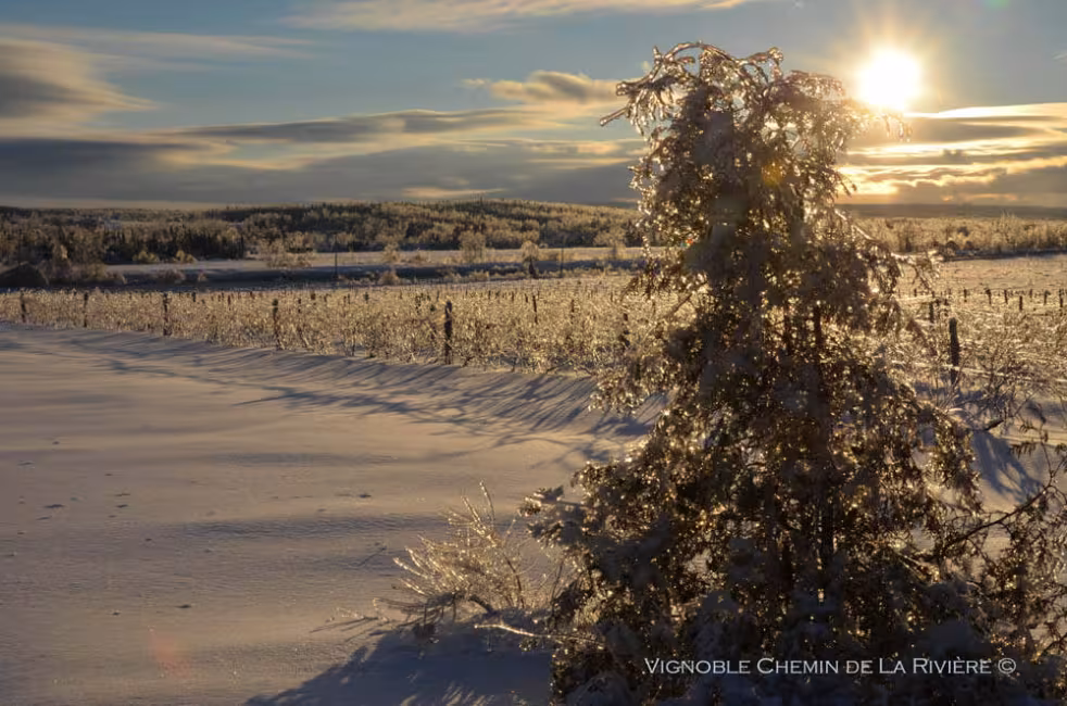 Vignoble chemin de la Rivière