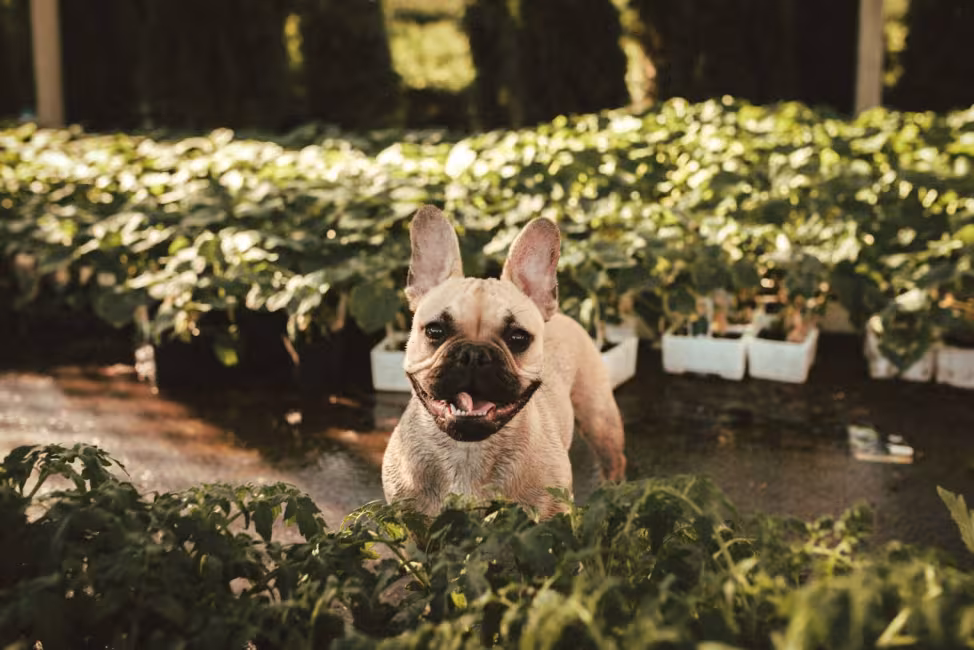 Nous sommes pet friendly 🐾