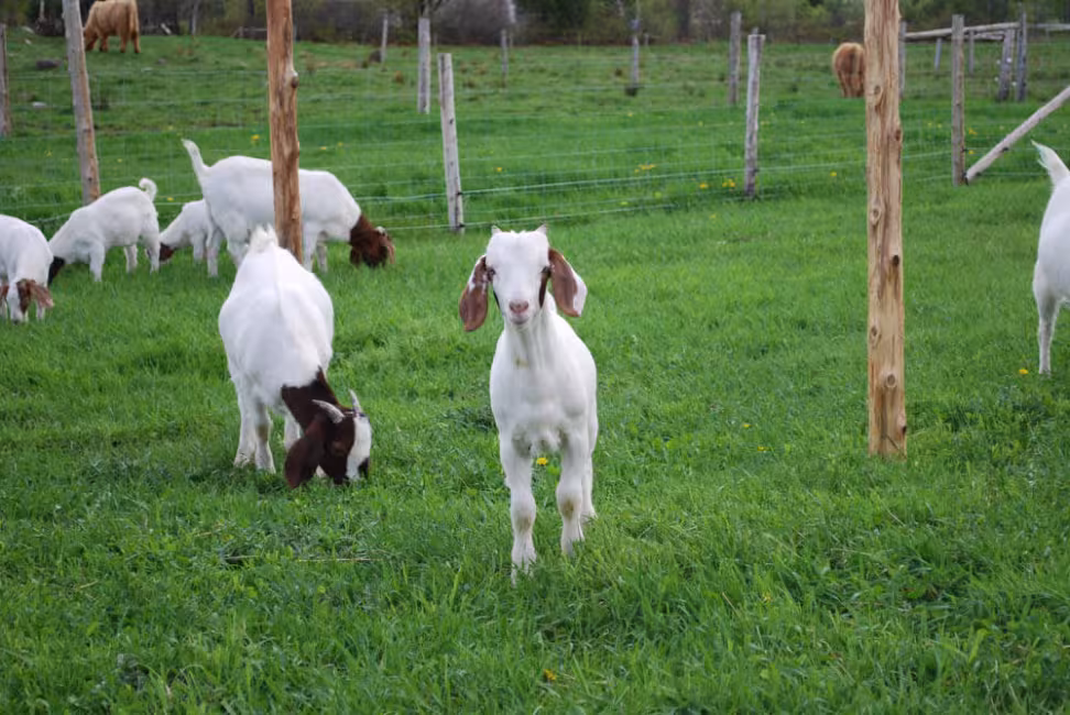 Ferme Au pied levé