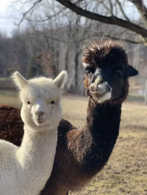 Passion Alpagas