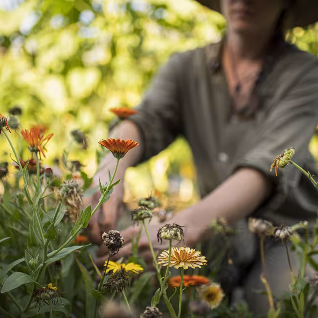Le Jardin des Pèlerins