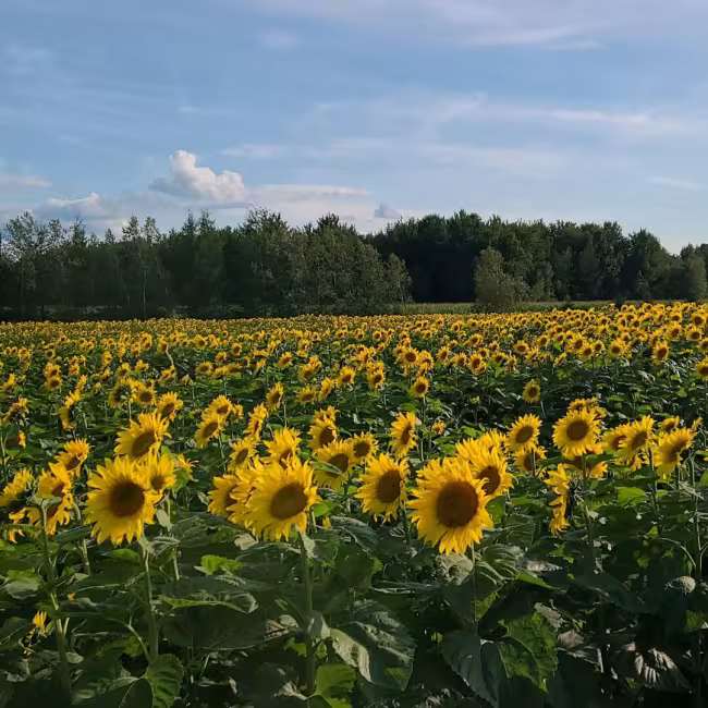 Améroquois inc. / Ferme Champy