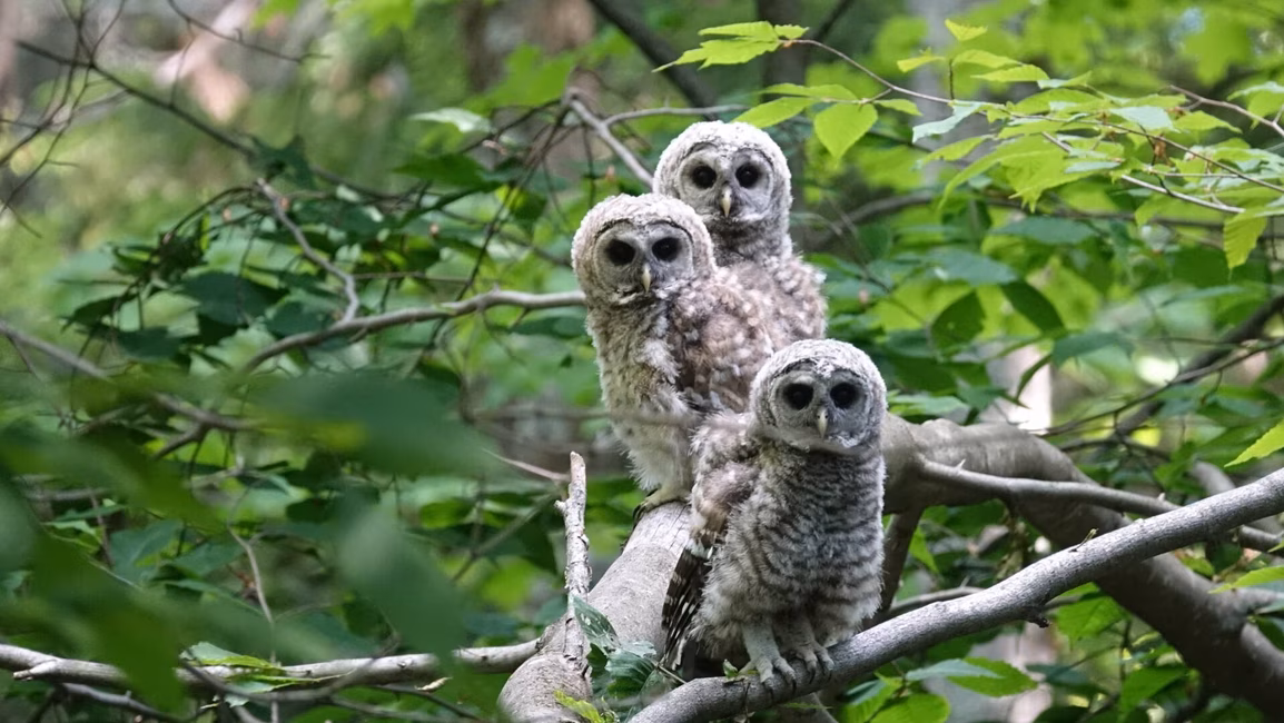 famille de chouettes dans les forets anciennes