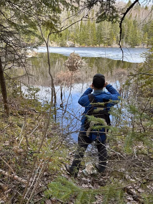 observation faunique dans les étangs du secteur trappeur-sentier national de la mauricie