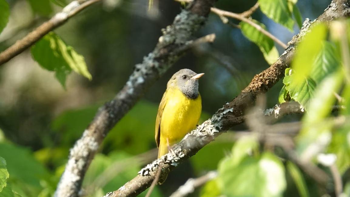 paruline masquée dans les forets anciennes
