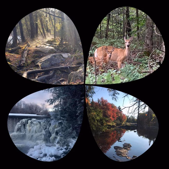 Quatre saisons