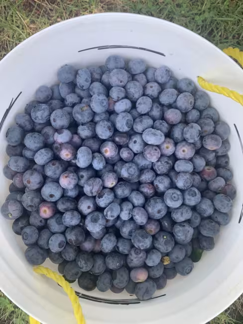 Bleuetière Rémillard & Faille